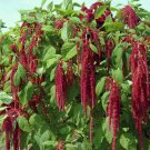 Amaranth Love Lies Bleeding Seeds 1000+ Annual Cut Flower Non Gmo Fresh Garden