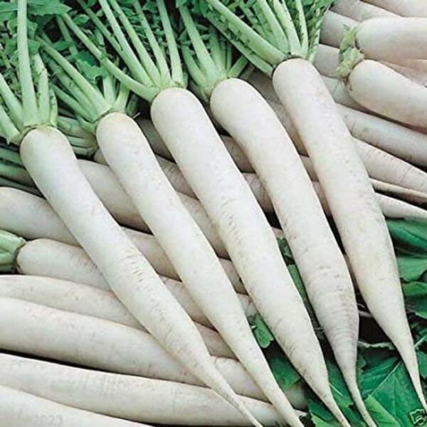 White Icicle Radish Seeds 200 Ct White Ice Vegetable Heirloom Non Gmo Fresh Garden