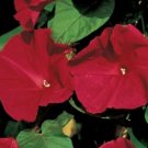 Morning Glory Seeds 30+ Scarlet O' Hara Flower Annual Climbing Vines Fresh Garden