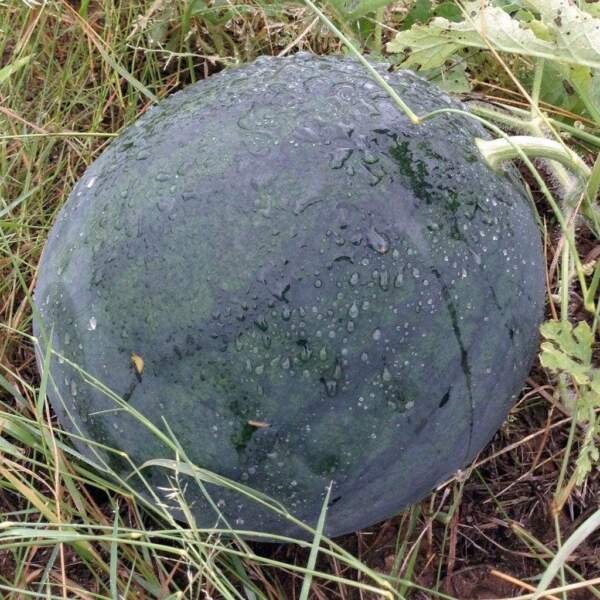 Florida Giant Watermelon Seeds 15 Ct Fruit Melon Heirloom Non Gmo Fresh Garden