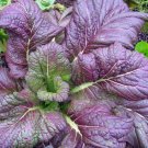 Osaka Purple Mustard Seeds 300+ Asian Cuisine Non Gmo Fresh Garden
