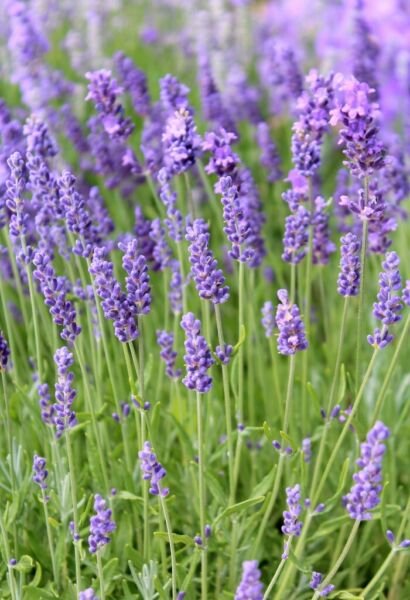 English Lavender Seeds 100+ Herb Fragrant Scent Heirloom Fresh Garden
