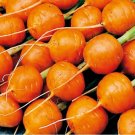 Parisian Carrot Seeds 500+ Daucus Carota Vegetable Non Gmo Fresh Garden
