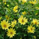 Lemon Queen Sunflower Seeds 50+ Annual Cut Flower Yellow Blooms Fresh Garden
