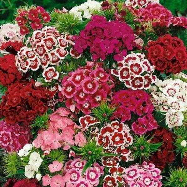 Sweet William Flower Seeds 350+ Mixed Multi Color Scented Fresh Garden