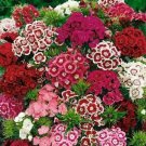 Sweet William Flower Seeds 350+ Mixed Multi Color Scented Fresh Garden