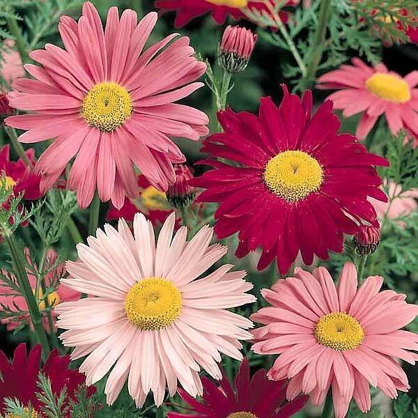 Painted Daisy Seeds 300+ Flower Perrenial Multi Color Fresh Garden