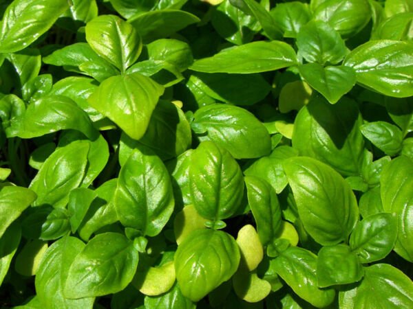 Genovese Basil Seeds 500+ Sweet Basil Herb Ocimum Basilicum Fresh Garden