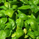 Genovese Basil Seeds 500+ Sweet Basil Herb Ocimum Basilicum Fresh Garden