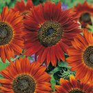 Sunflower Seeds Velvet Queen 50+ Annual Flower Native Wildflower Fresh Garden