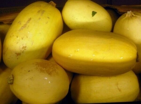 Spaghetti Squash Seeds 20 Ct Winter Vegetable Heirloom Fresh Garden