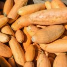 Squash Seeds Pink Banana Jumbo 15 Ct Winter Vegetable Non Gmo Fresh Garden
