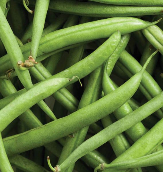 Strike Bean Seeds 50 Ct Bush Pod Green Vegetable Heirloom Non Gmo Fresh Garden
