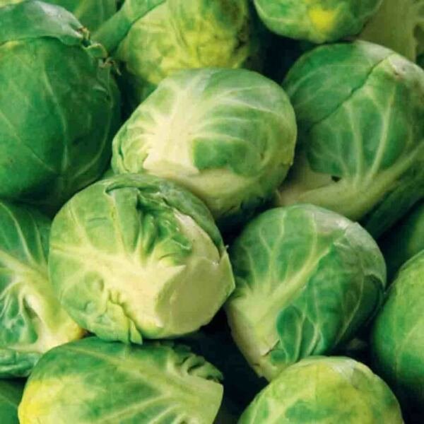 Brussel Sprouts Seeds 300+ Long Island Vegetable Non Gmo Heirloom Fresh Garden