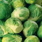 Brussel Sprouts Seeds 300+ Long Island Vegetable Non Gmo Heirloom Fresh Garden