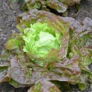 Lettuce Seeds 600+ Merveille Des Quatre Saisons Marvel Of Four Seasons French Fresh Garden