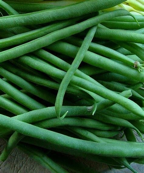Jade Bean Seeds 50 Ct Green Bush Pod Vegetable Heirloom Fresh Garden