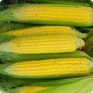 Early Golden Bantam Corn Seeds 25 Ct Yellow Sweet Vegetable Heirloom Fresh Garden