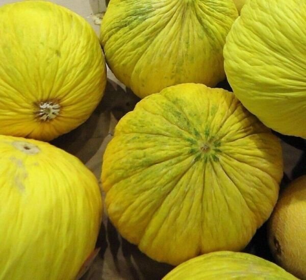Golden Beauty Casaba Melon Seeds 30+ Yellow Fruit Non Gmo Fresh Garden