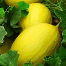 Canary Melon Seeds 25+ Yellow Fruit Cucumis Melo Heirloom Non Gmo Fresh Garden