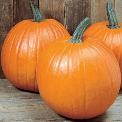 Young'S Beauty New England Pie Pumpkin Seeds 15 Ct Non Gmo Halloween Carving Fresh Garden