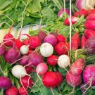 Radish Seeds 200 Easter Egg Blend Vegetable Non Gmo Fresh Garden