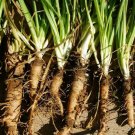 Salsify Seeds Mammoth Sandwich Island 25 Ct Vegetable Non Gmo Fresh Garden