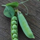 Thomas Laxton Pea Seeds 25 Ct Pod Vegetable Heirloom Vine Trellis Fresh Garden