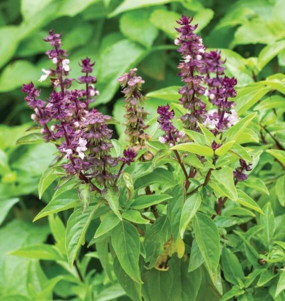 Persian Basil Seeds 250+ Black Licorice Herb Ocimum Basilicum Fresh Garden