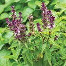 Persian Basil Seeds 250+ Black Licorice Herb Ocimum Basilicum Fresh Garden