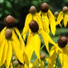 Yellow Prairie Coneflower Seeds 200+ Ratibida Wildflower Fresh Garden