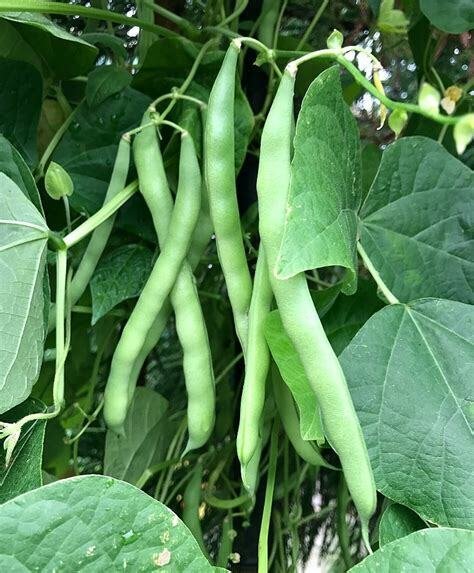 Blue Lake Pole Bean Seeds 50 Ct Green Vegetable Heirloom Non Gmo Fresh Garden