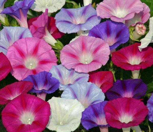 Morning Glory Mixed Seeds 30+ Flower Climbing Vines Fresh Garden