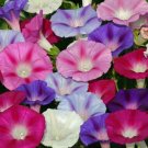 Morning Glory Mixed Seeds 30+ Flower Climbing Vines Fresh Garden