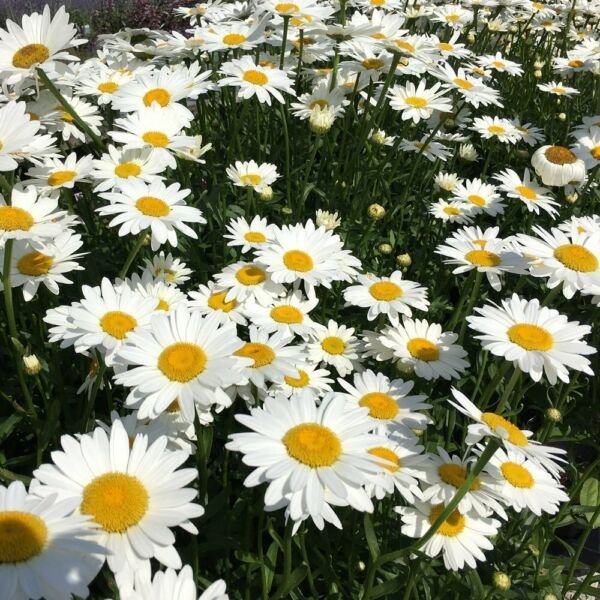 Shasta Daisy Seeds 200+ Flower Perrenial White Flower Fresh Garden