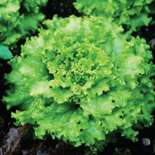 Grand Rapids Lettuce Seeds 600+ Vegetable Non Gmo Fresh Garden