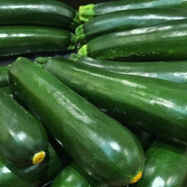 Squash Black Beauty Zucchini Seeds 25 Ct Summer Vegetable Non Gmo Fresh Garden