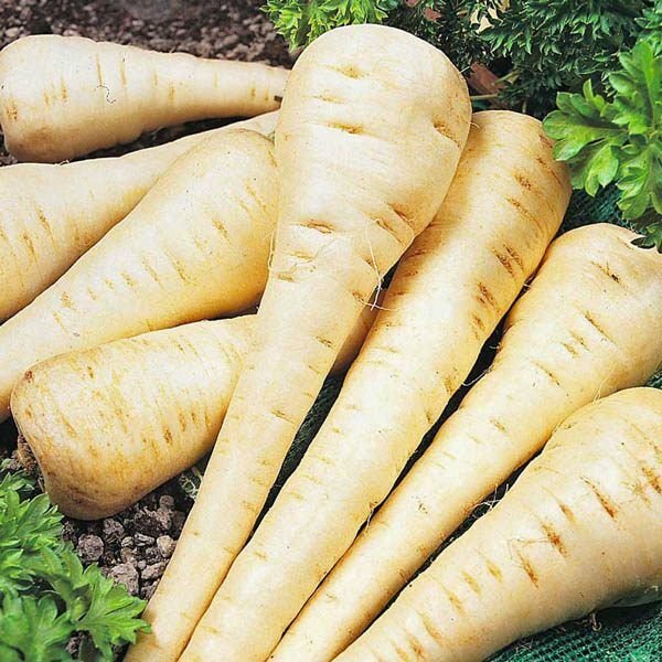 Parsnip Hollow Crown 200+ Seeds Vegetable Non Gmo Fresh Garden
