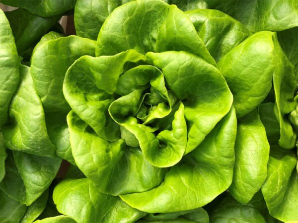 Lettuce Seeds 600+ Bibb Butterhead Vegetable Non Gmo Fresh Garden