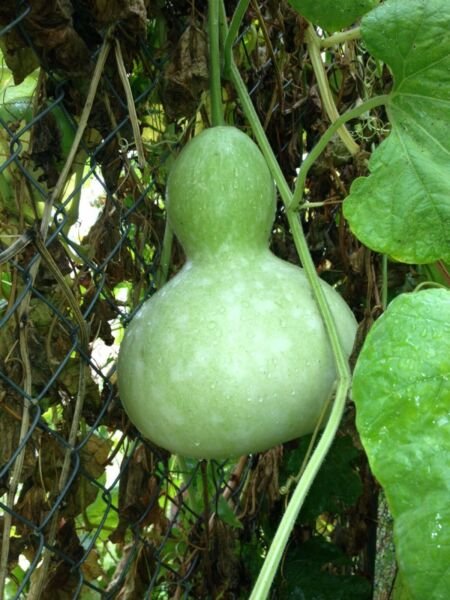 Birdhouse Gourd Seeds 10 Ct Heirloom Non Gmo Fresh Garden