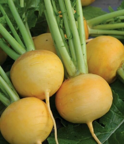 Golden Ball Turnip Seeds 500+ Vegetable Non Gmo Heirloom Fresh Garden