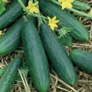 Spacemaster Cucumber Seeds 50+ Ct Vegetable Ct Non Gmo Fresh Garden
