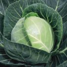 Copenhagen Market Cabbage Seeds 500+ Vegetable Non Gmo Fresh Garden