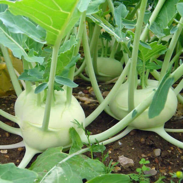 Kohlrabi White Vienna Seeds 500+ Vegetable Heirloom Non Gmo Fresh Garden