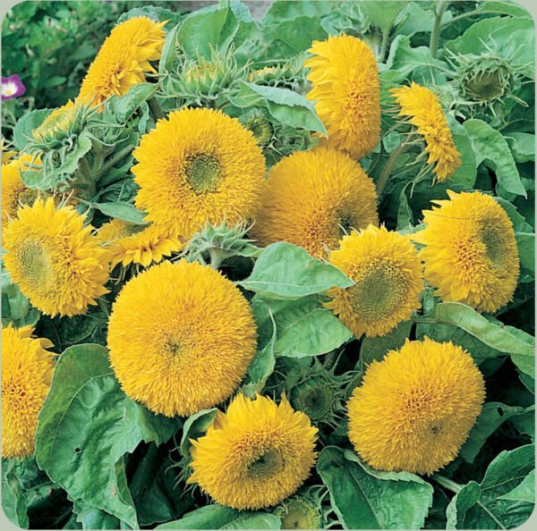 Sunflower Seeds Teddy Bear 50+ Annual Sungold Dwarf Flower Fresh Garden