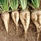 Sugar Beet Seeds 100 Ct Vegetable Non Gmo Heirloom Fresh Garden