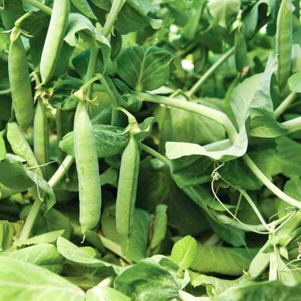 Mammoth Melting Pea Seeds 25 Ct Organic Sugar Snow Pod Vegetable Heirloom Fresh Garden
