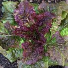 Prizehead Lettuce Seeds 600+ Vegetable Salad Non Gmo Fresh Garden