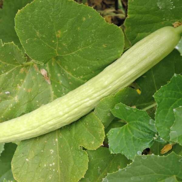 Pale Armenian Cucumber Seeds 50+ Long Snake Serpent Vegetable Fresh Garden