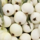 Onion Seeds 200+ White Sweet Spanish Mild Vegetable Non Gmo Fresh Garden
